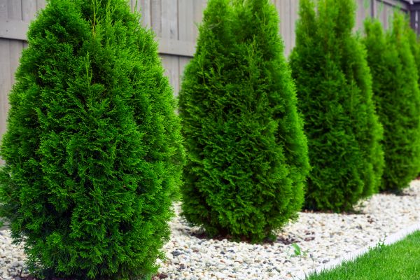 Arborvitae Planting in Macomb