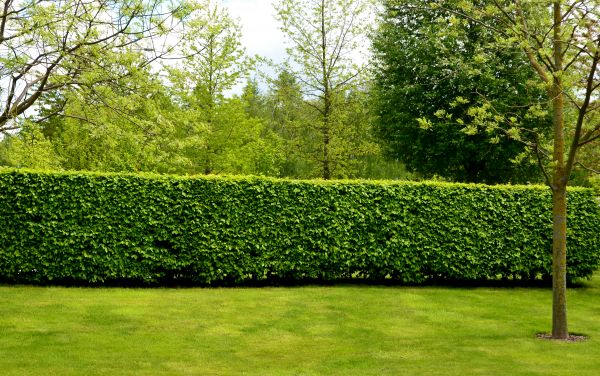 Hedge Planting in Macomb