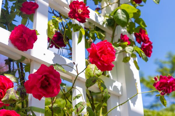 Home Gardening Service in Macomb