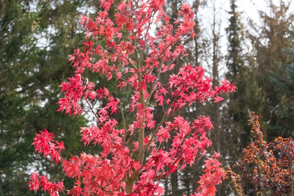 Japanese Maple Planting in Macomb