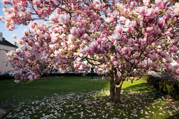 Magnolia Tree Planting in Macomb