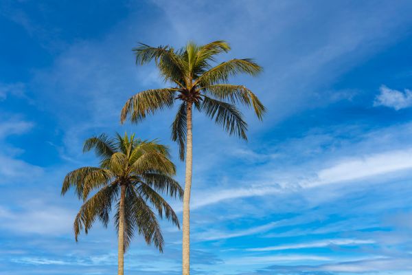 Palm Tree Planting in Macomb