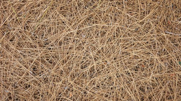 Pine Needles Delivery in Macomb