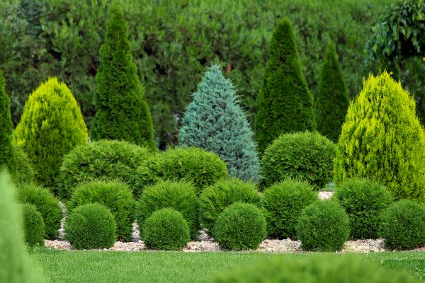 Shrub Replacement in Macomb