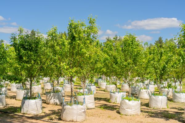 Tree Planting Service in Macomb