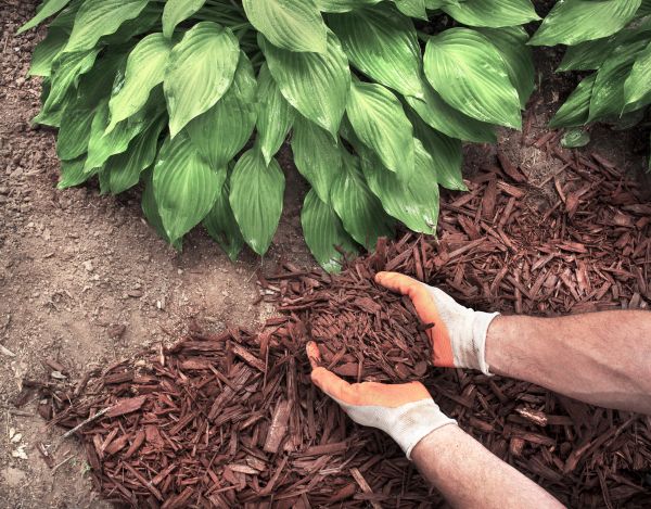 Shredded Mulch Service in Macomb