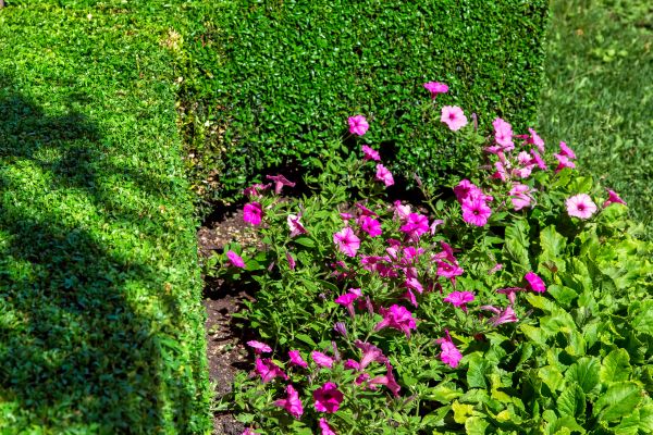 Softscaping Service in Macomb