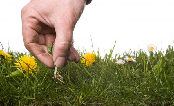 Lawn Weeding in Macomb