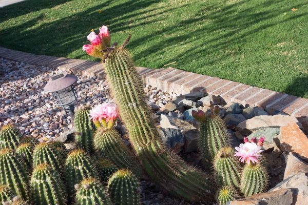 Desert Landscaping in Macomb