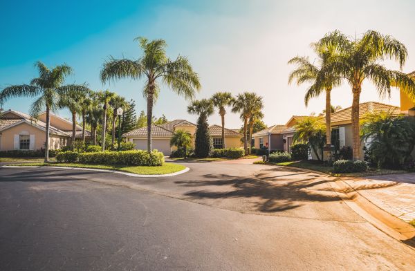 Palm Tree Landscaping in Macomb