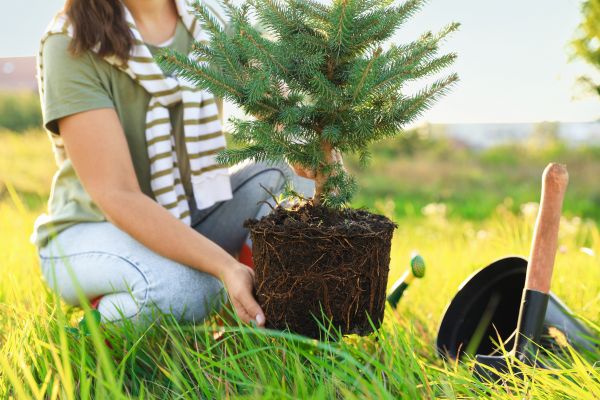 Spruce Tree Planting in Macomb