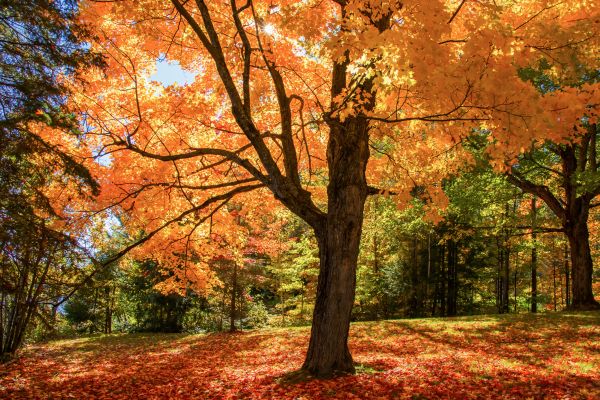 Maple Tree Planting in Macomb
