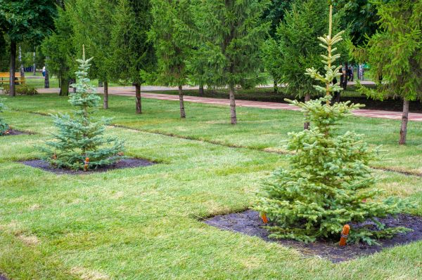 Privacy Trees Planting in Macomb