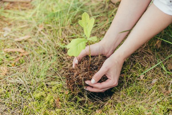 Oak Tree Planting in Macomb