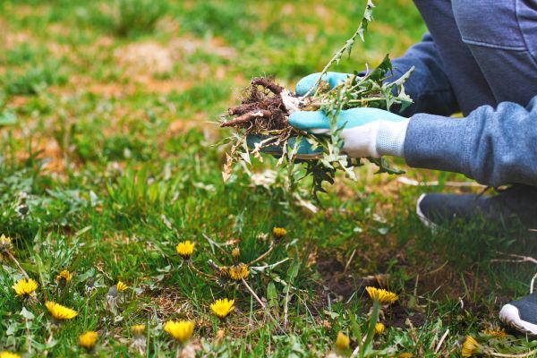 Flower Bed Clearing in Macomb