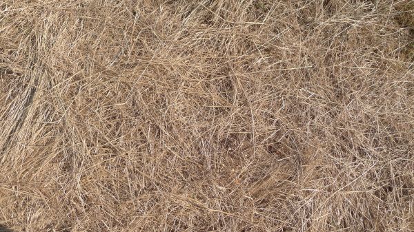 Pine Straw Replacement in Macomb