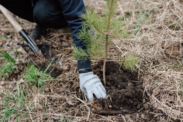 Pine Tree Planting in Macomb