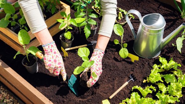 Garden Bed Installation in Macomb
