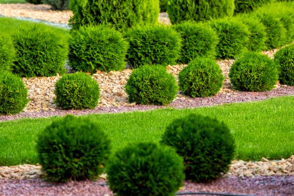 Bush Replacement in Macomb