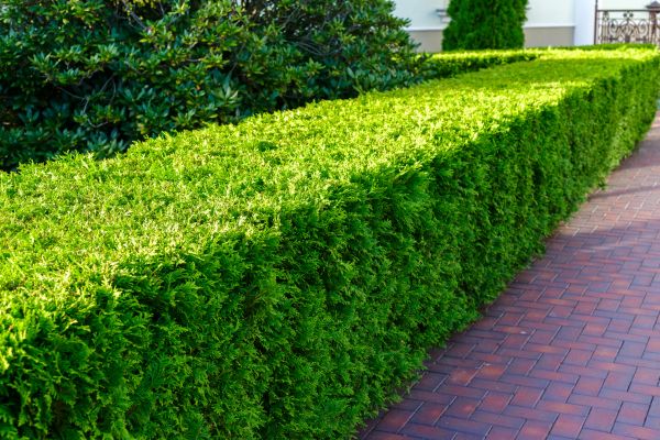 Hedge Installation in Macomb