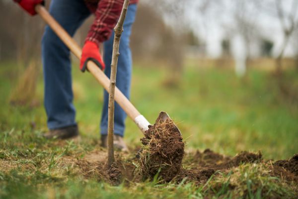 Trees Planting in Macomb