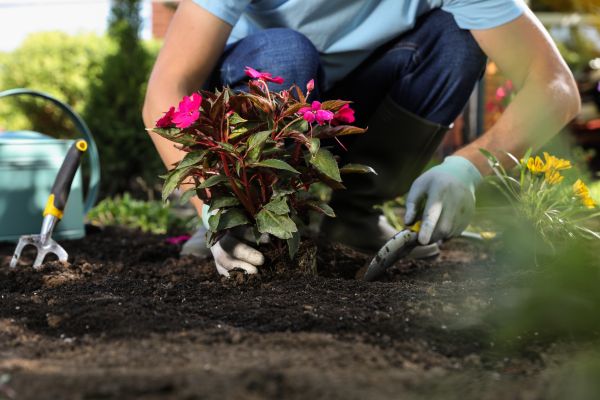 Plant Replacement in Macomb