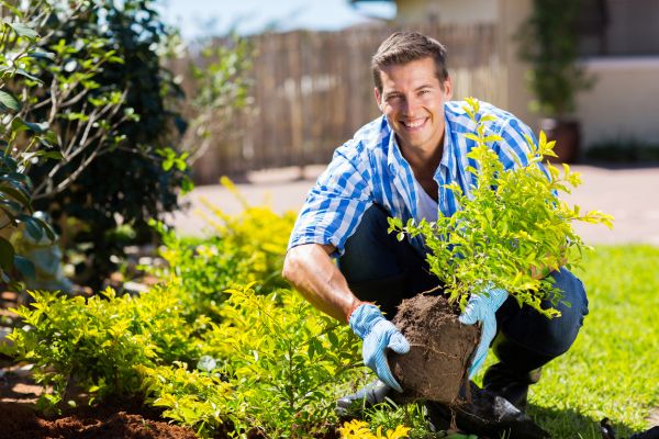 Shrub Landscaping in Macomb
