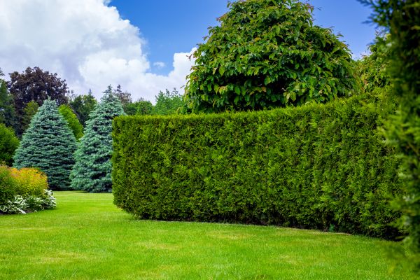Hedge Landscaping in Macomb
