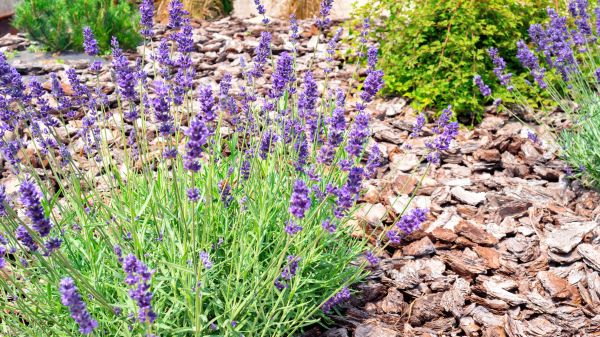 Pine Bark Landscaping in Macomb