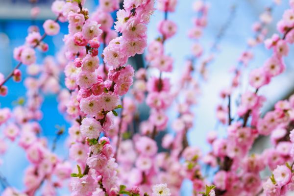 Japanese Cherry Tree Planting in Macomb