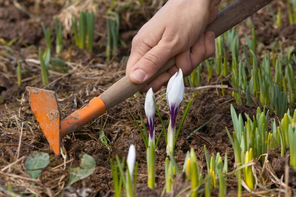 Flower Garden Weeding in Macomb