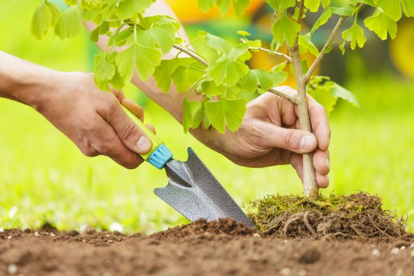 Fruit Tree Planting in Macomb