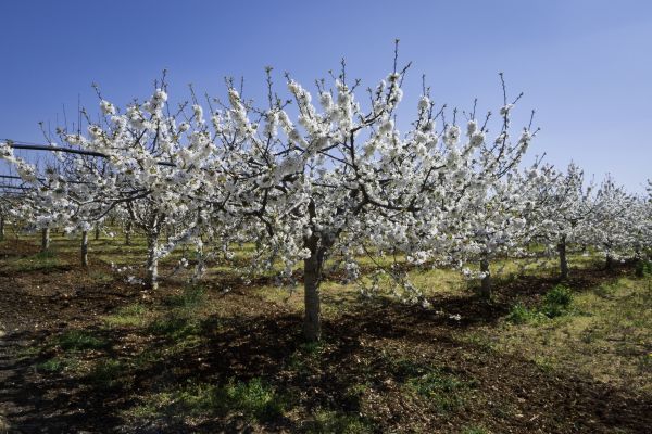 Orchard Planting in Macomb