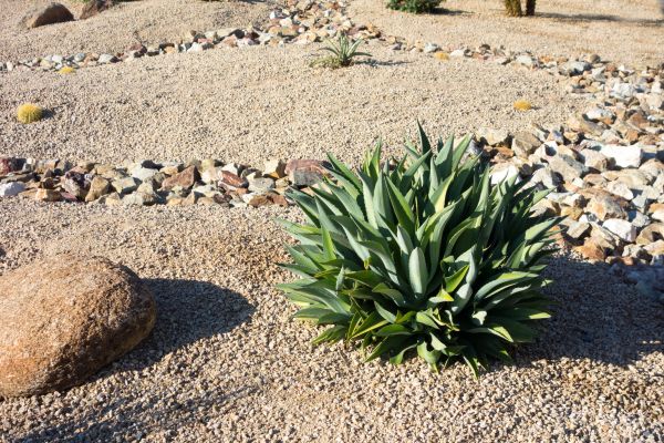 Xeriscaping Service in Macomb