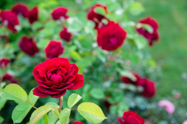 Rose Planting in Macomb