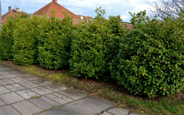 Privacy Shrub Installation in Macomb