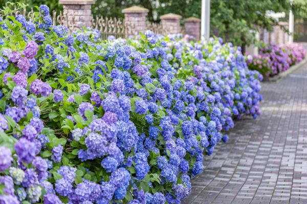 Hydrangea Landscaping in Macomb