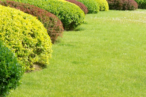 Shrubbery Planting in Macomb