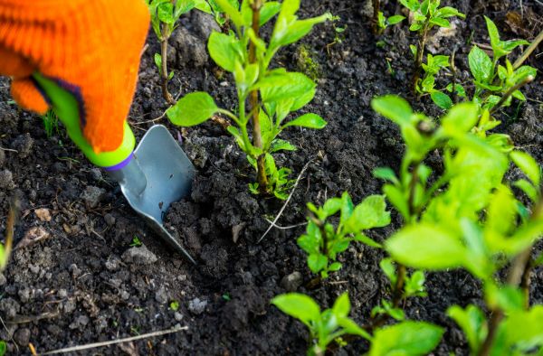 Hydrangea Planting in Macomb