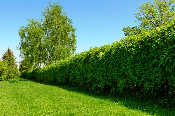 Hedge Replacement in Macomb