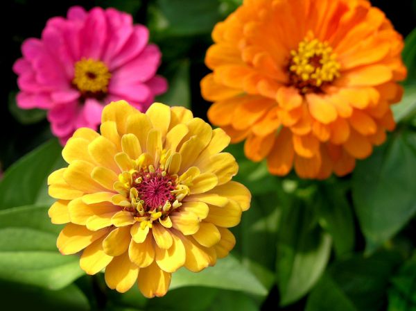 Zinnia Planting in Macomb
