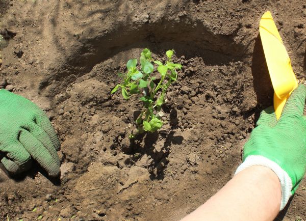 Rose Bush Planting in Macomb