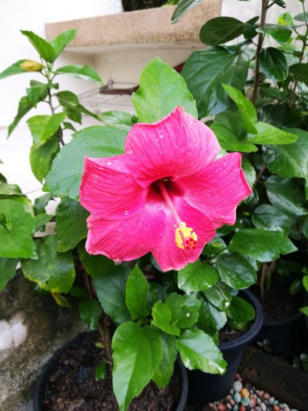 Hibiscus Planting in Macomb