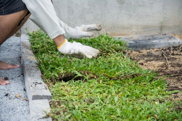 Ground Cover Planting in Macomb
