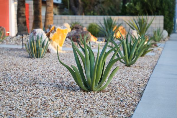 Drought Resistant Landscaping in Macomb