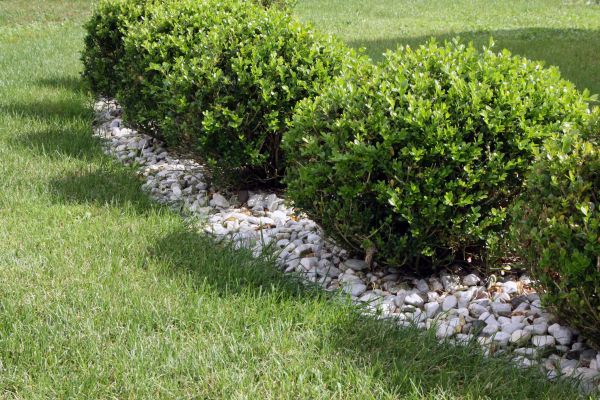 Boxwood Planting in Macomb