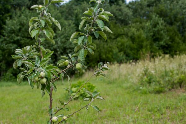 Apple Tree Planting in Macomb
