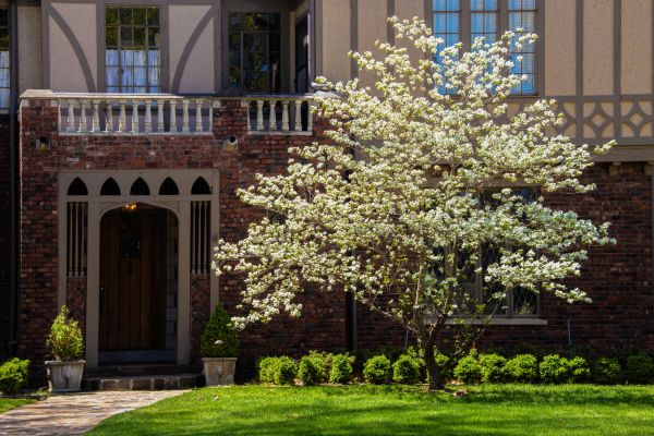 Dogwood Tree Planting in Macomb