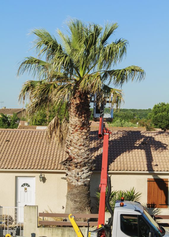 Palm Tree Landscaping